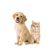   Đồ điện tử Đồ điện tử